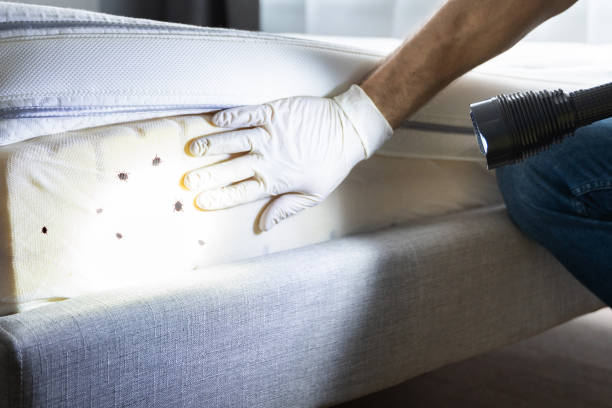 Best Pest Control Near Me  in La Cienega, NM