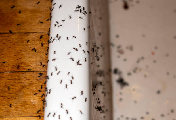 Best Affordable Pest Control Services  in La Cienega, NM