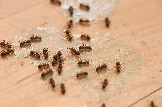 Flea Control Services in La Cienega, NM